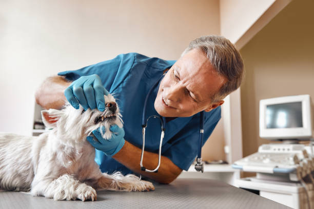 Best Emergency Dental Care for Broken or Chipped Teeth in Alpine, UT